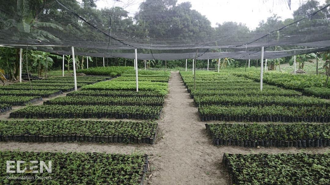 a patch of young trees
