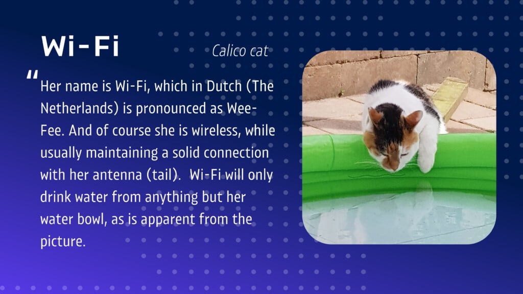 A picture of a white, ginger, and bacl cat drinking out of an inflatable pool. Her name is "Wi-Fi".